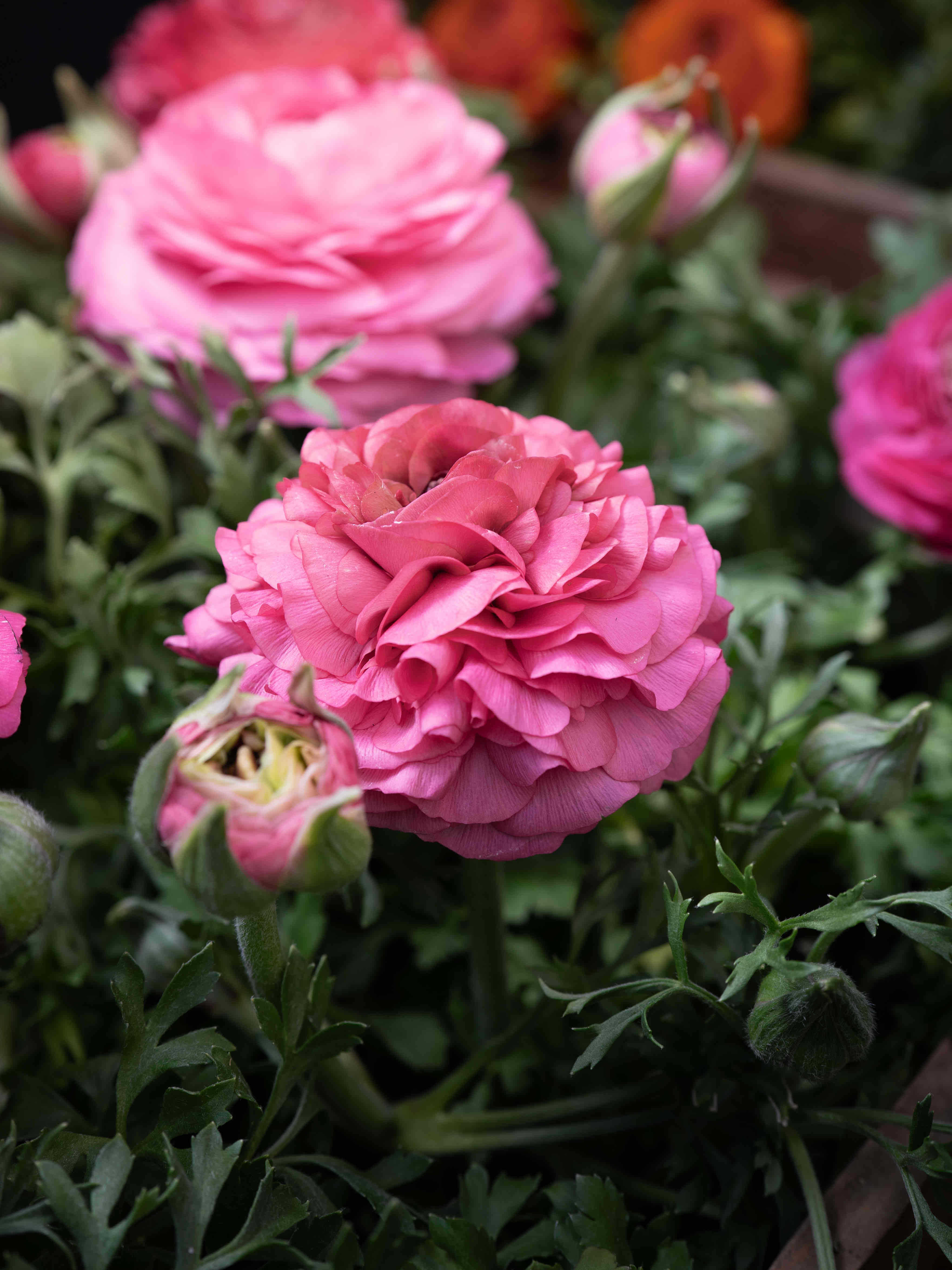 Blumenarrangement 4